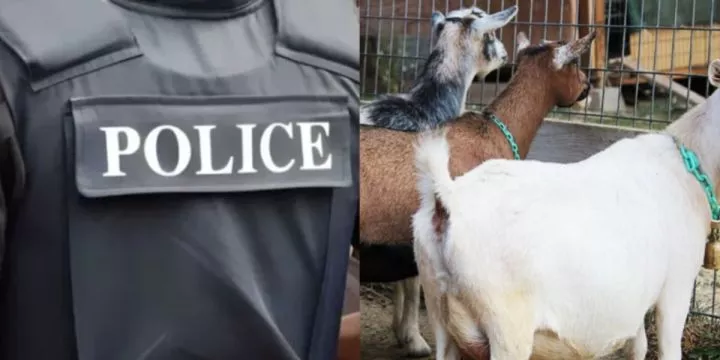 Man arrested for stealing goat to celebrate child's naming ceremony