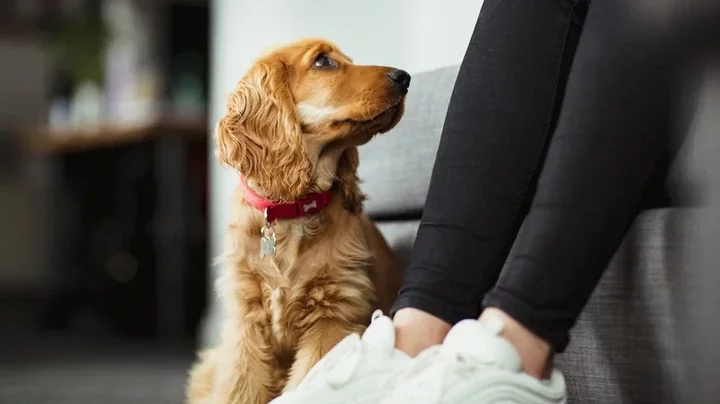 11 Things You Do That Break Your Dog's Heart