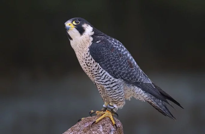 peregrine falcon