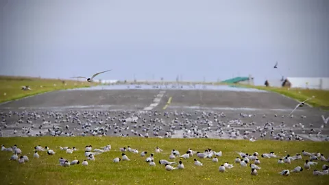 Michelle Gross The island's airstrip is a popular hangout for birds (Credit: Michelle Gross)