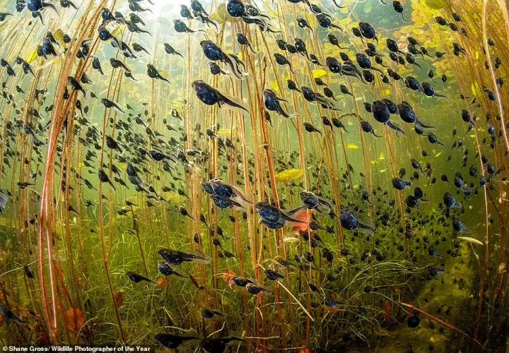 This is the image that nets Canadian photographer Shane Gross the winners medal for the Wetlands: The Bigger Picture category and earns him the Wildlife Photographer of the Year accolade. He took this photo of swimming western toad tadpoles in Vancouver Island's Cedar Lake. NHM explains: 'Shane snorkelled in the lake for several hours through carpets of lily pads. This prevented any disturbance of the fine layers of silt and algae covering the lake bottom, which would have reduced visibility.' It adds that an 'estimated 99 per cent of the tadpoles will not survive to adulthood'