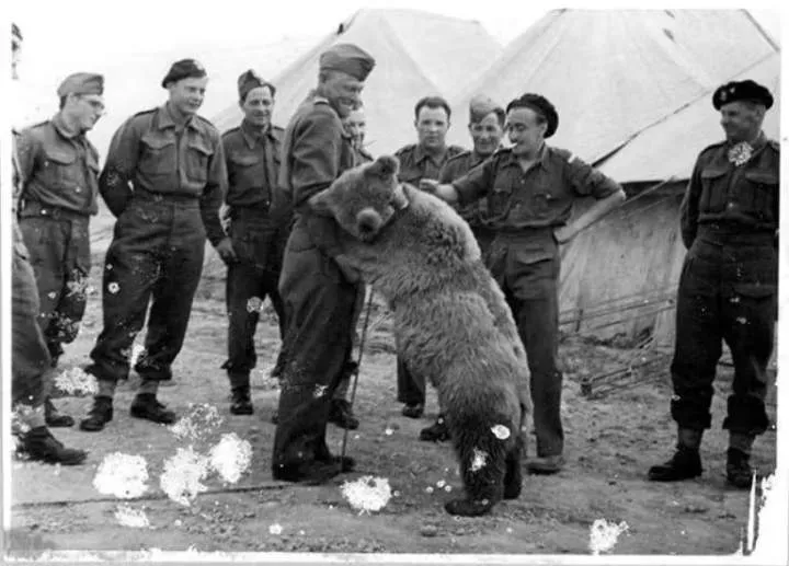 Did you know these 5 animals went to war?