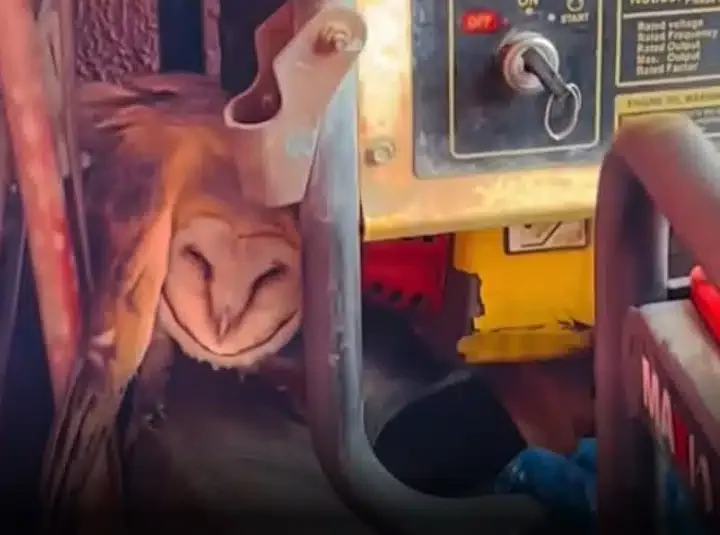 Drama ensues as man spots owl hiding besides his generator