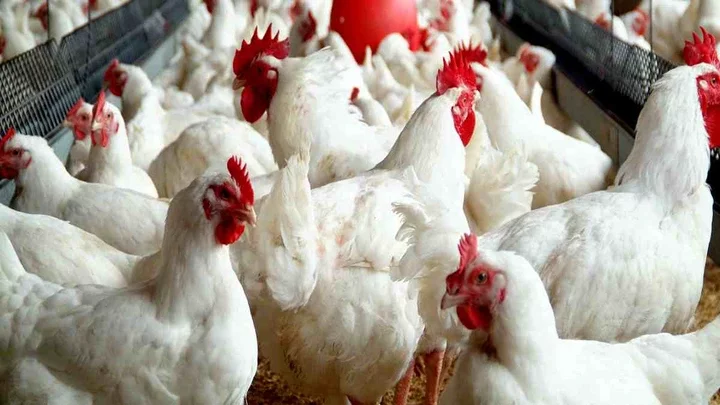 127 poultries shut down, over N5bn lost to economic hardship - Farmers lament