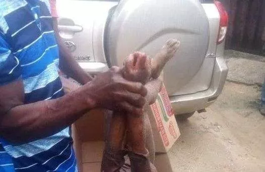 SAD: Dog mauls owner's 4-year-old son to death in Rivers
