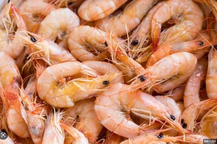 Shrimps: 19 Facts That Will Amaze You