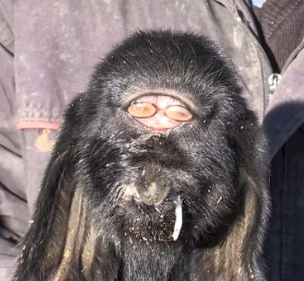 Mutant goat born with eyes in middle of forehead baffles locals