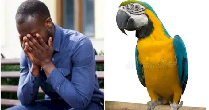 Nigerian man deported for killing parrot 1 month after relocating to Canada