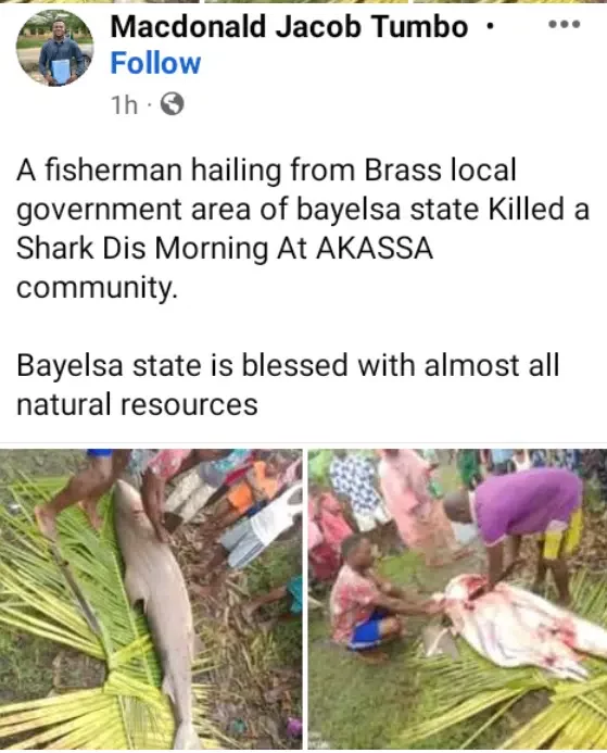 Fisherman catches 'shark' in Bayelsa, butchers it; Photos cause buzz