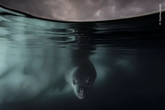 Winner, Underwater: Under The Waterline By Matthew Smith, UK/Australia