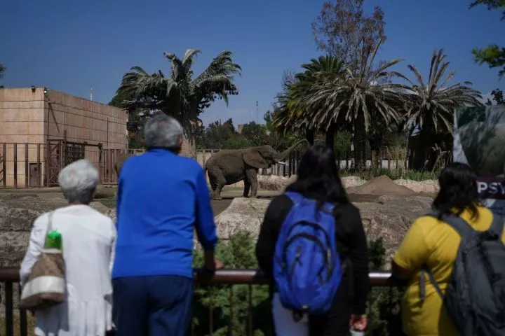 Visitors look into Ely's enclosure at the zoo.