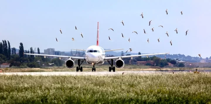 Bird strikes are extremely dangerous to aircraft, due to the possibility of engine failure occurring (Getty Stock Images)