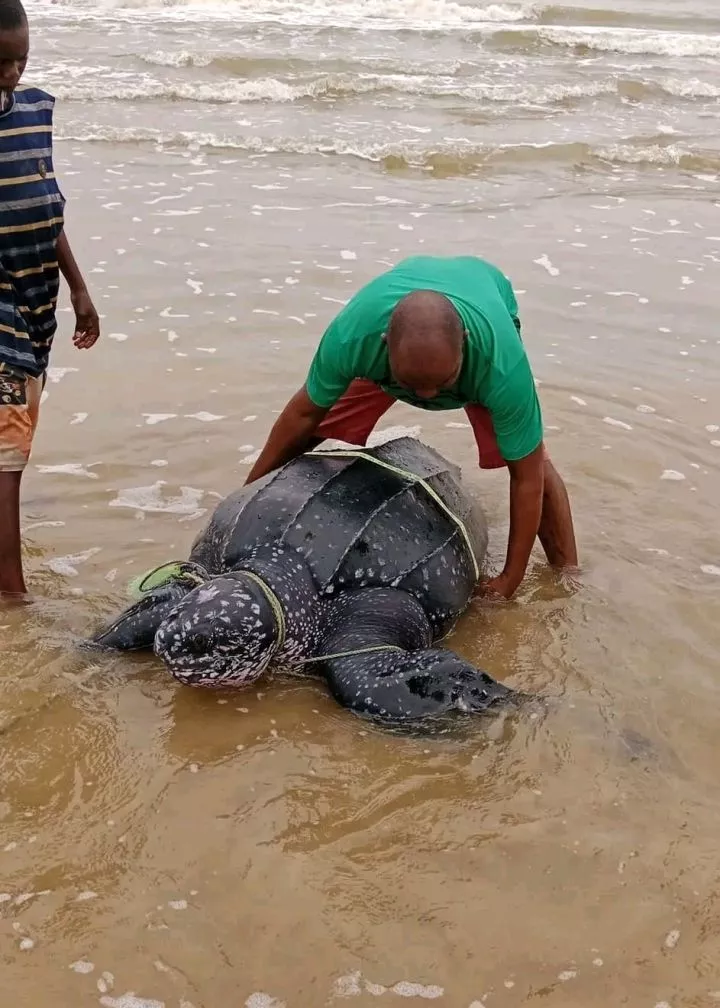 Endangered leatherback sea turtle released back into the ocean after it was caught in Bayelsa fisherman