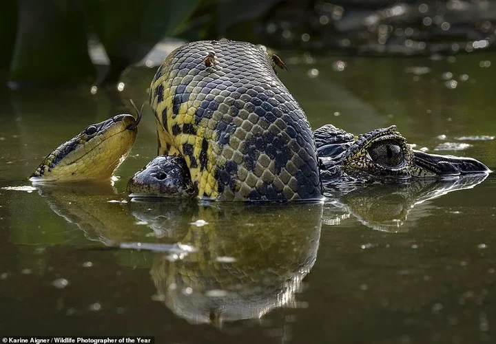 Wetland Wrestle' was shot by U.S photographer Karine Aigner in Brazil. The mesmerising image depicts a yellow anaconda 'coiling itself around the snout of a caiman' and wins the Behaviour: Amphibians and Reptiles award. NHM says: 'Caimans are generalist feeders and will eat snakes. As anacondas get larger, they will include reptiles in their diet. It's hard to determine who is the aggressor here. On the snake's back are two tabanids, blood-sucking horseflies that are known to target reptiles