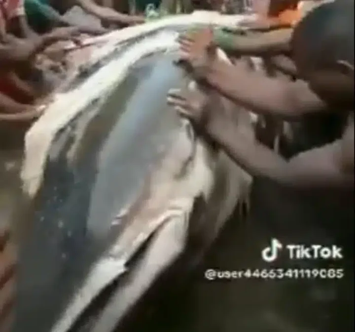 'Biggest in the world?' - Bayelsa youths catch a very large shark reportedly worth over $20 million dollars