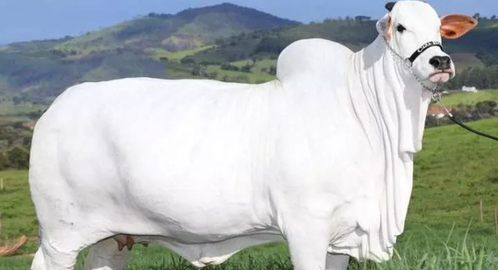 The world's most expensive cow was sold for ₦6 billion - Here's why