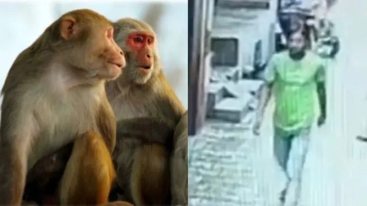 Troop of monkeys reportedly save 6-year-old girl from r@pe attempt in India