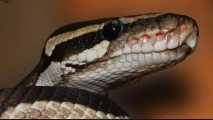 Tension in Delta community as cleric kills sacred snake