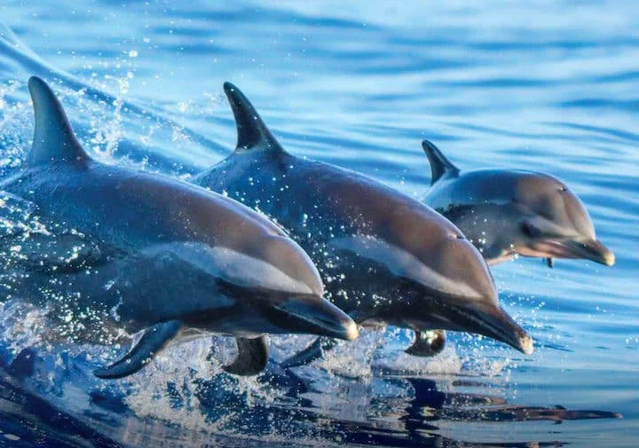 Dolphins 