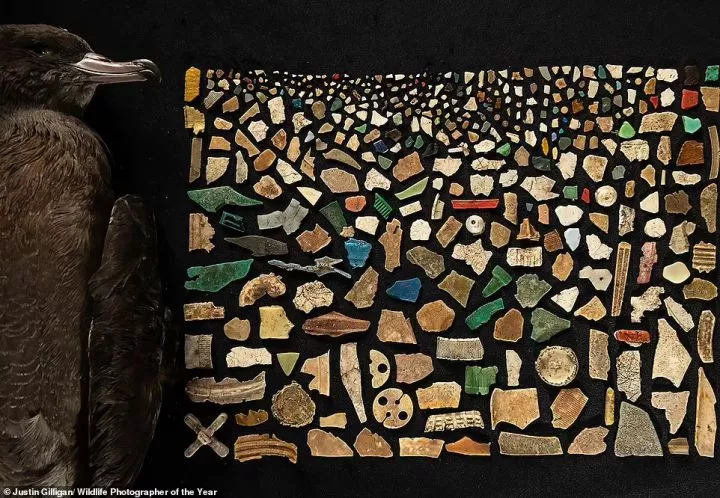 Justin Gilligan, an Australian photographer, created this poignant mosaic from 403 pieces of plastic 'found inside the digestive tract of a dead flesh-footed shearwater'. The image wins the Oceans: The Bigger Picture category. NHM says: 'Studies found that three-quarters of adult flesh-footed shearwaters breeding on Lord Howe Island - and 100 per cent of fledglings - contained plastic'