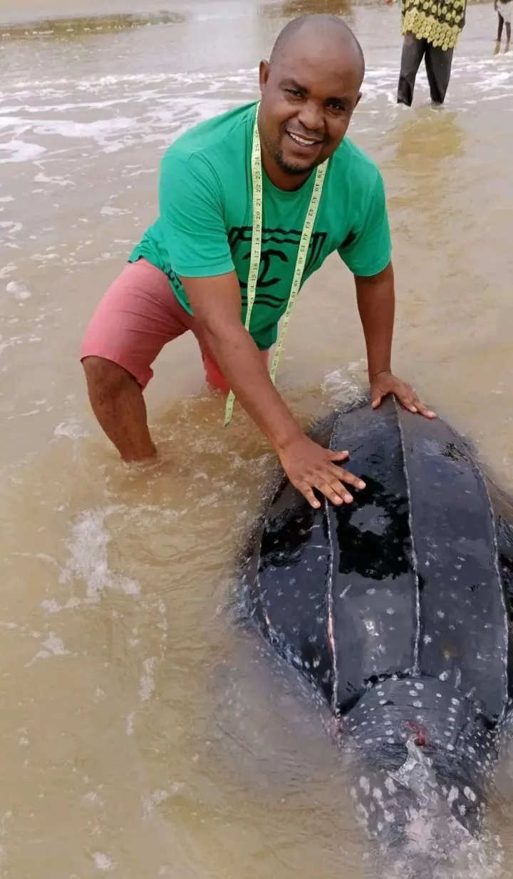 Endangered leatherback sea turtle released back into the ocean after it was caught in Bayelsa fisherman