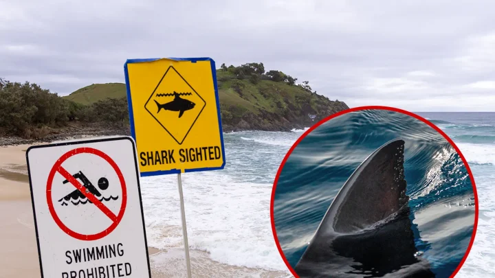 Man punches shark to fend off terrifying attack on teen Man punches shark to fend off terrifying attack on teen