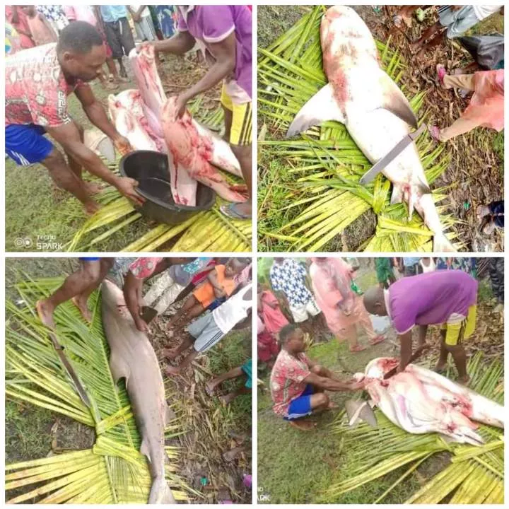 Fisherman butchers 'shark' caught in Bayelsa community (Photos)