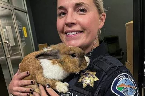 Rabbit joins police in California as its ?wellness officer?