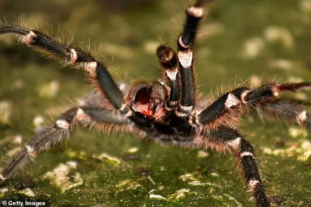 Supermarket in Austria is evacuated after banana-loving spider capable of causing permanent erections in men was spotted