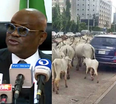 We cannot allow cows - Wike vows to end open grazing in FCT.
