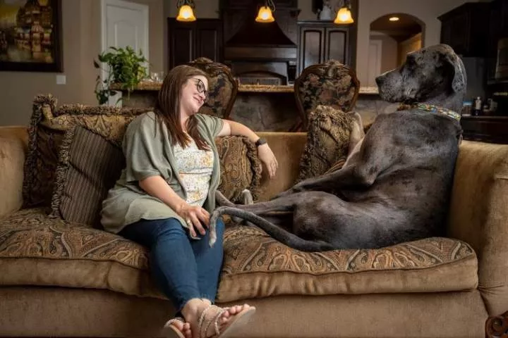The world's tallest dog, Zeus, passes away from cancer