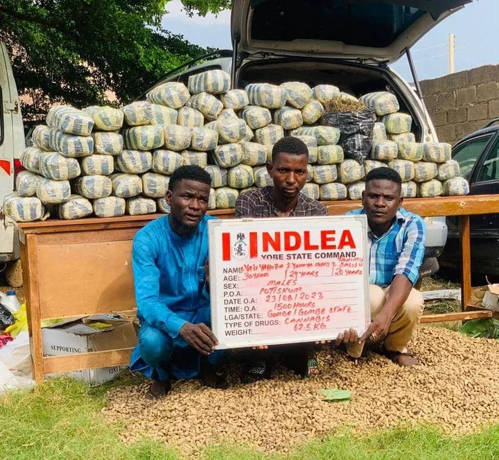 NDLEA intercepts 62kg of cannabis sativa, arrests three suspects in Yobe