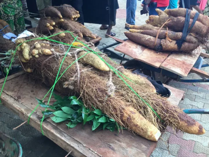 MetroFarmer wins N500,000 in Anambra community for harvesting weightiest yam