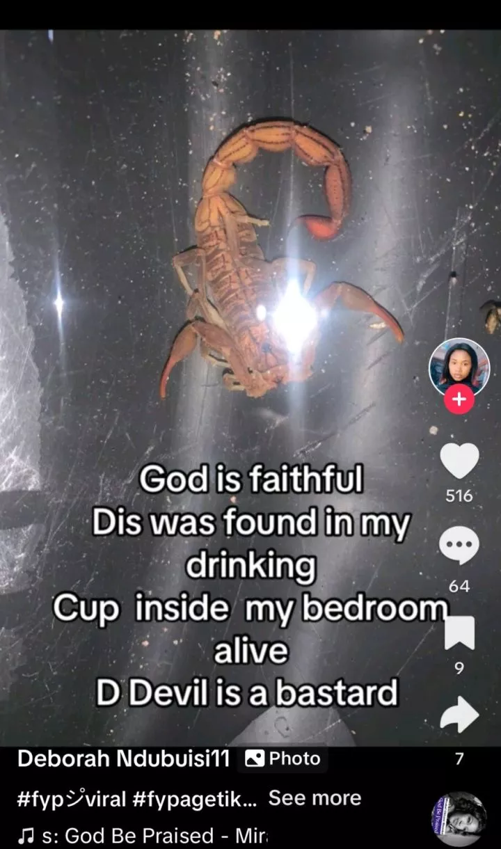 Lady discovers live scorpion in drinking cup inside her bedroom, post goes viral