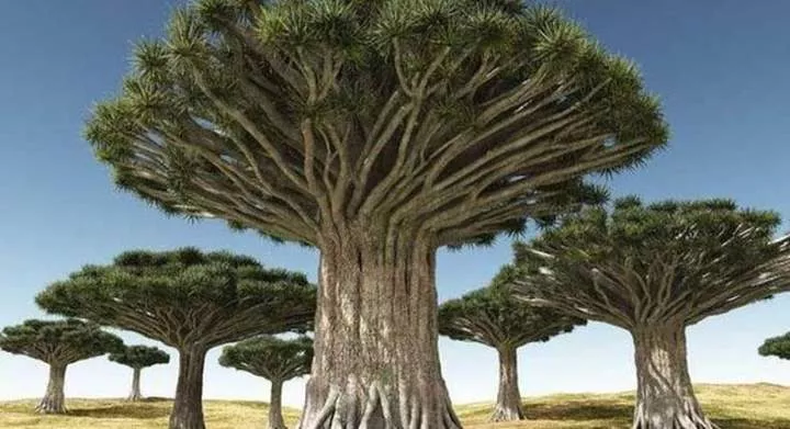 7 oldest living trees in the world