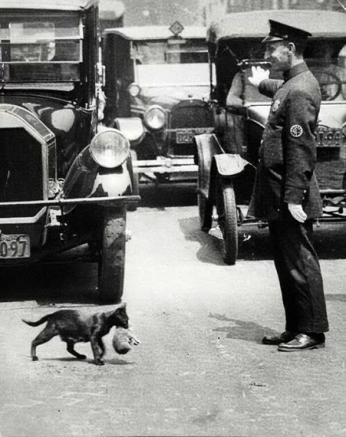 Cop Stops The Traffic In New York So A Mother Cat Holding A Kitten Can Cross Safely C.1925 