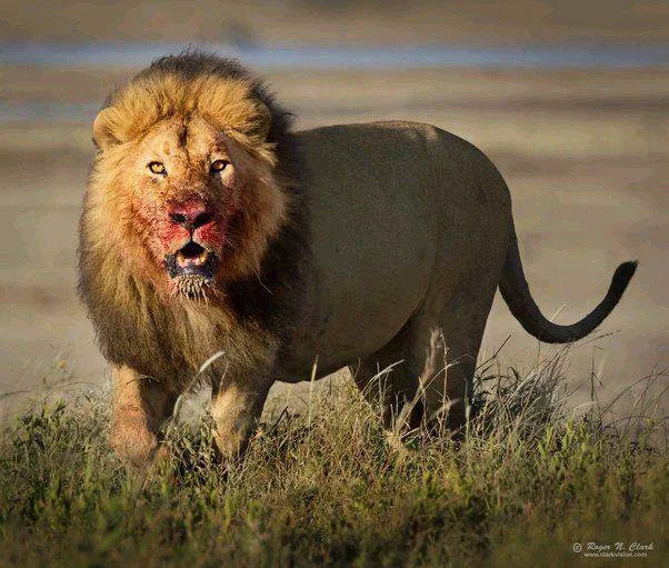 How Many Pitbulls Can Fight and Kill a Single Lion?