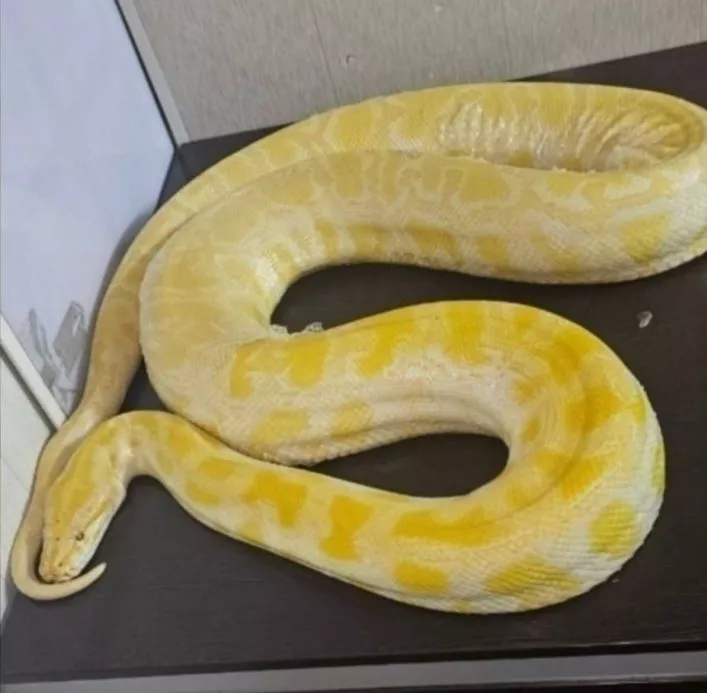 Customs officials shocked to find 10ft long python in carry-on luggage