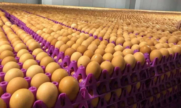 Poultry farmers reveal what Nigerian government should do to crash egg prices