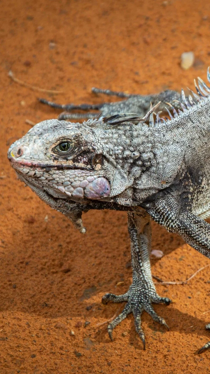 Desert Iguana