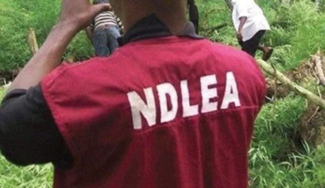 NDLEA busts Katsina wedding drug party, arrests groom, others