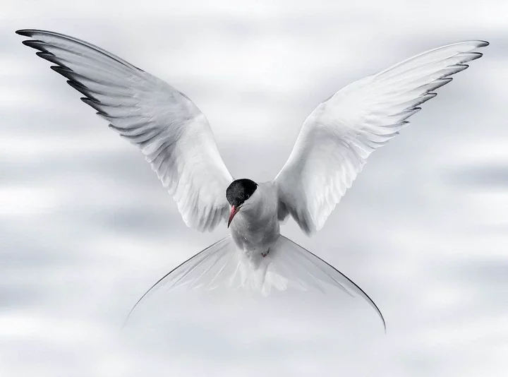 The Name Tern Systems: A Tribute to the Arctic Tern ?beautiful birds