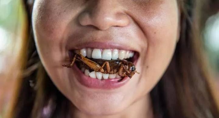 Eating insects in Thailand [bbc]