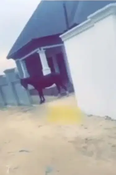'I don park my motor' - Man purchases horse amidst petrol price hike (Video)
