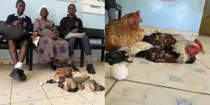 Grandmother shows up with 6 chickens to pay grandkids' school fees after they're sent home