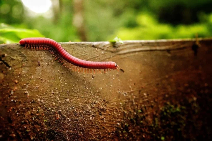 Earthworms: Quiet and consistent.