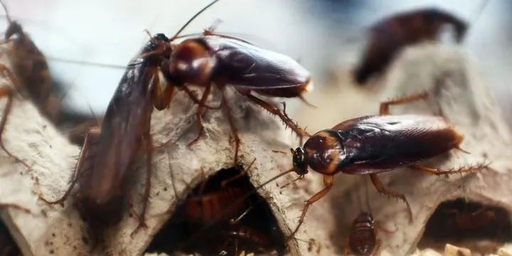 Cockroaches