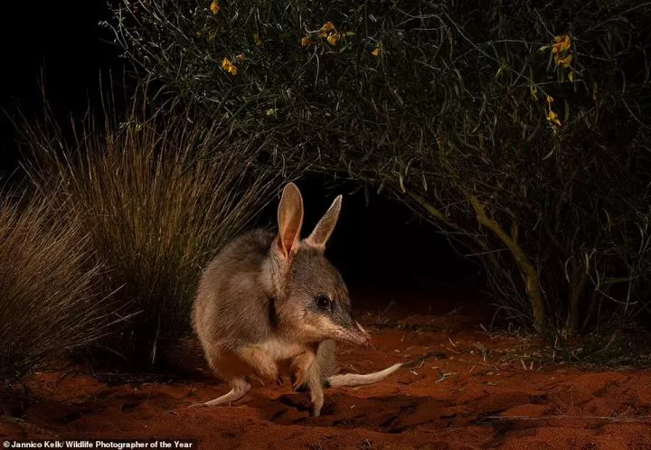 This cute image of a rabbit-like ninu 'framed' by 'wire grass and shrubs' in South Australia was captured by Australian photographer Jannico Kelk and wins this year's Impact Award. NHM says: 'The greater bilby has many Aboriginal names, including ninu. It was brought to near extinction through predation by introduced foxes and cats. Within fenced reserves where many predators have been eradicated, the bilby is thriving'