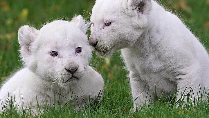 White lion cubs 