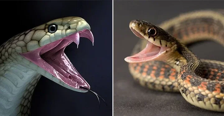 Snakes 